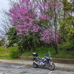 Red Bud 1